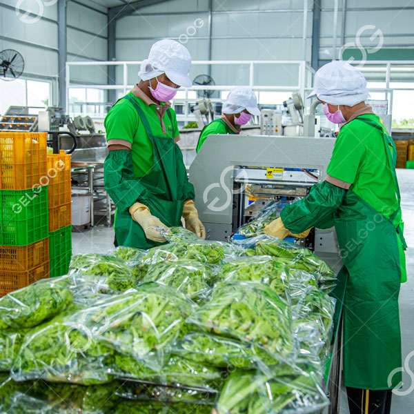 Mengikut kontrak, Gelgoog menyediakan Tropicam dengan set lengkap penyelesaian pemprosesan buah-buahan dan sayur-sayuran, meliputi barisan pengeluaran penggredan buah-buahan dan sayur-sayuran 