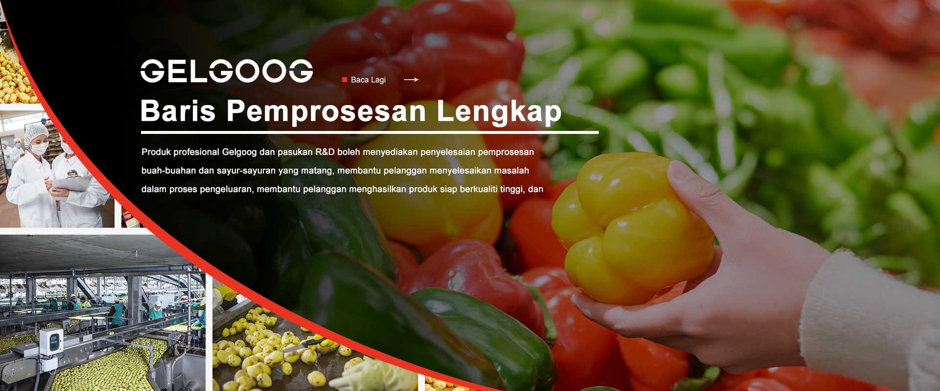 BARIS PEMPROSESAN LENGKAP GELGOOG